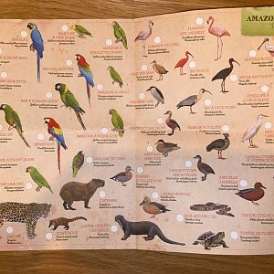 Amazonia Trek Species List - 2025-03