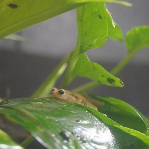 Kihansi Spray Toad
