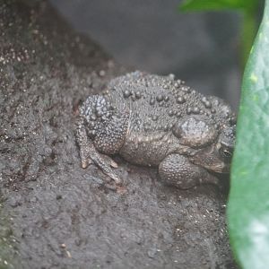 Wyoming Toad