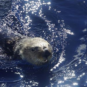 Southern Sea Otter "Monte"