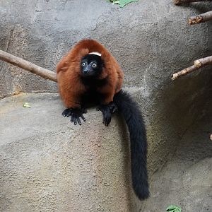 Red Ruffed Lemur