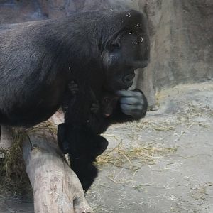Western Lowland Gorilla with baby, Motema