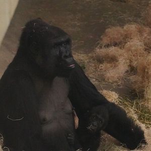 Western Lowland Gorillas