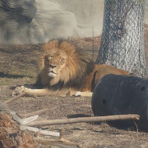 African Lion, "Kalu"