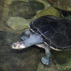 Yellow-Spotted Side-Necked Turtle