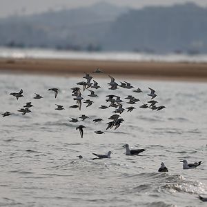 sanderling (Calidris alba)