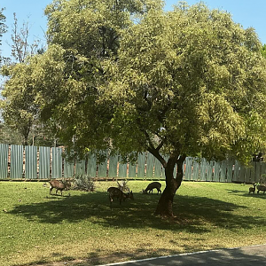 Primates Kingdom construction