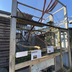 Large hairy armadillo and Cape genet enclosure 020325