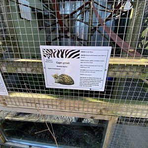 Cape genet signage 020325