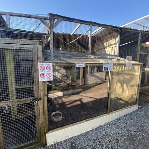 Northern raccoon enclosure 020325