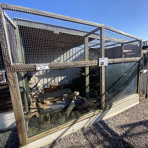 Striped skunk enclosure 020325