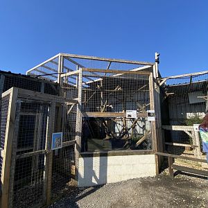 Binturong enclosure 020325
