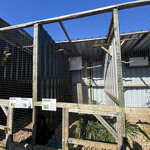 Owl aviaries 020325