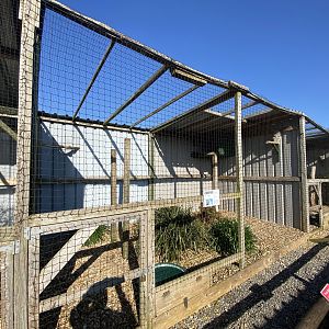 Ural owl aviary 020325