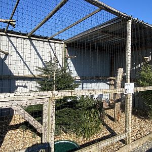 Snowy owl aviary 020325