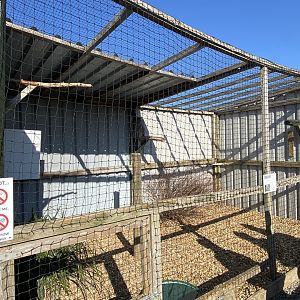 Eurasian great grey owl aviary 020325
