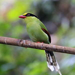 Common Green Magpie (Cissa chinensis)