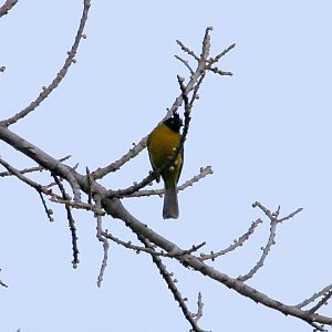 Black-crested Bulbul (Rubigula flaviventris)