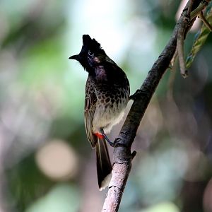 Red-vented Bulbul (Pycnonotus cafer)