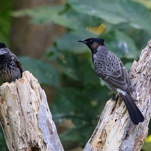 Red-vented Bulbul (Pycnonotus cafer)