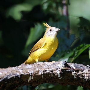 White-throated Bulbul (Alophoixus flaveolus)