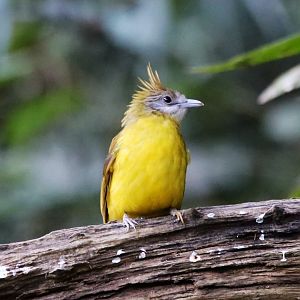 White-throated Bulbul (Alophoixus flaveolus)
