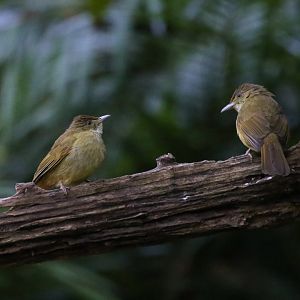 Grey-eyed Bulbul (Iole propinqua)