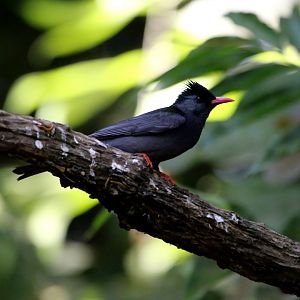 Black Bulbul (Hypsipetes leucocephalus)