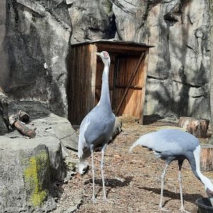 White Naped Cranes