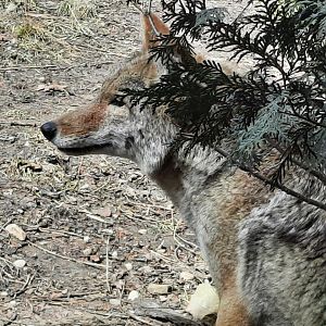 Coyote