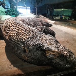 Komodo Dragon Head Close Up