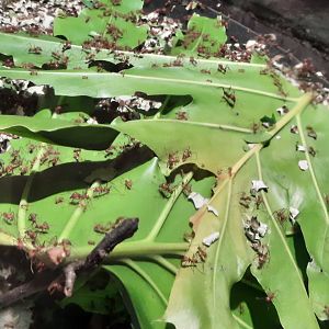 Leafcutter Ants