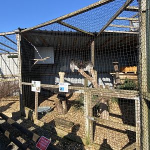 Turkey vulture aviary 020325