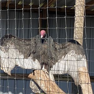 Turkey vulture 020325