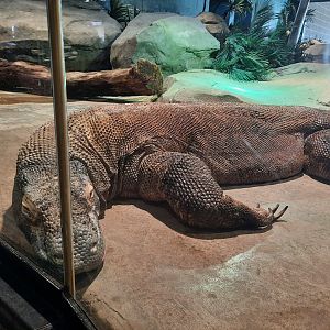 Komodo Dragon Full Body Close Up