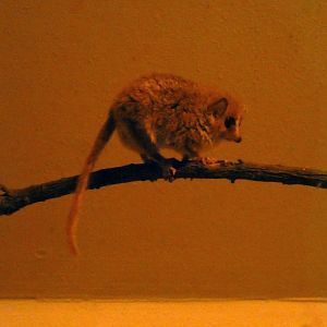 Goodman's mouse lemur