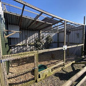 Hooded vulture aviary 020325