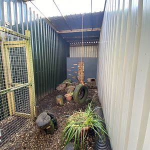 Corsac fox enclosure 020325