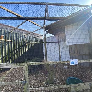 Red kite aviary 020325