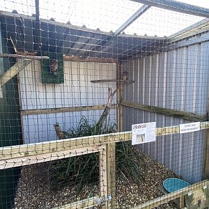 African wood owl aviary 020325