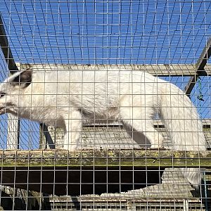 North American red fox 020325