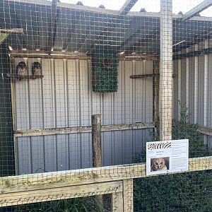 Mottled owl aviary 020325