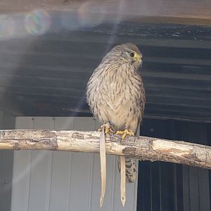 Eurasian kestrel 020325