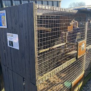 Ferruginous pygmy owl aviary 020325