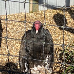 Turkey vulture 020325