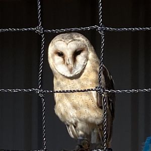 Central European barn owl 020325