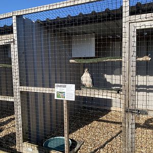 Lanner falcon aviary 020325
