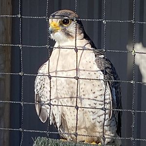 Lanner falcon 020325