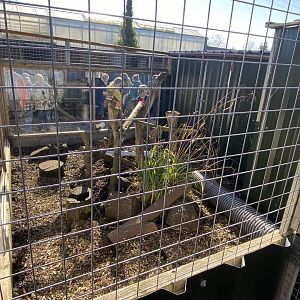 Meerkat enclosure 020325
