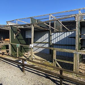 Steppe eagle aviary 020325